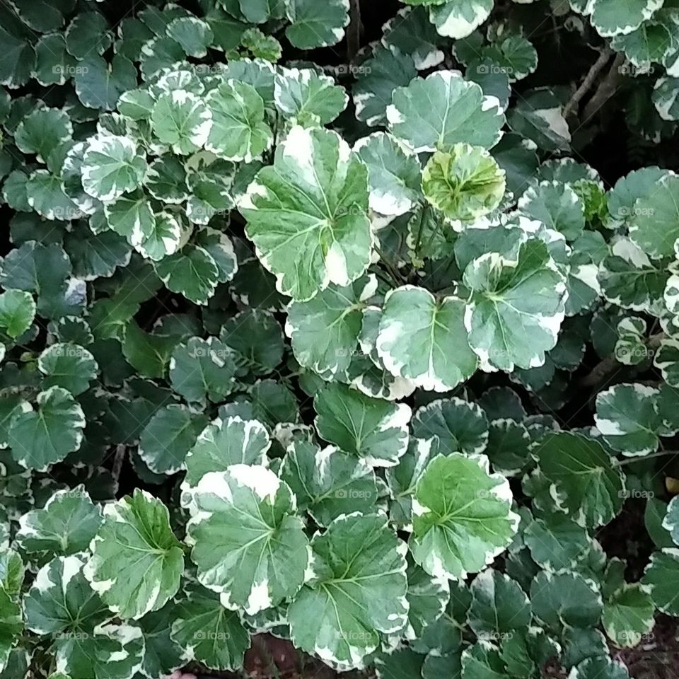 Leaf plants 9, with round leafs