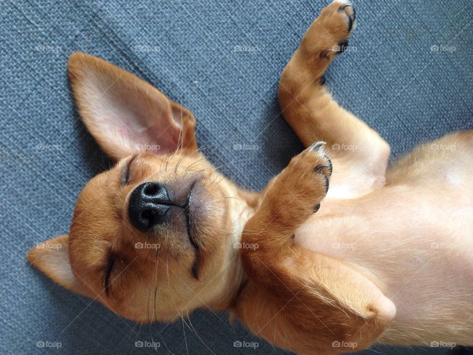 Brown dog sleeping on bed