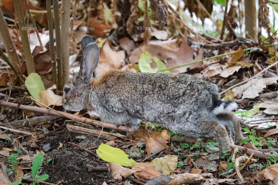 A wild rabbit in a wooded part of the city of Madrid