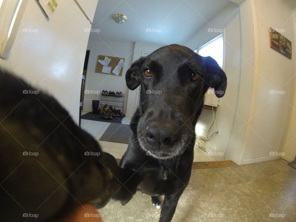 Doggie selfie
