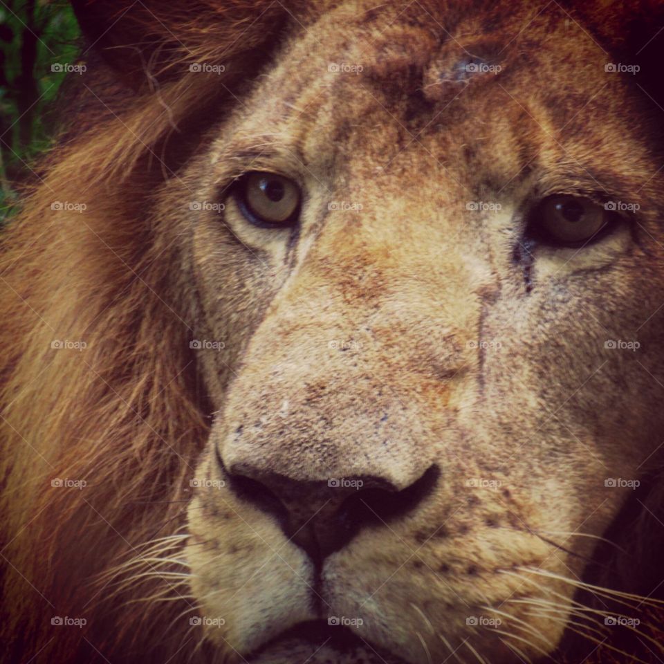 Mammal, Cat, Wildlife, Zoo, Lion