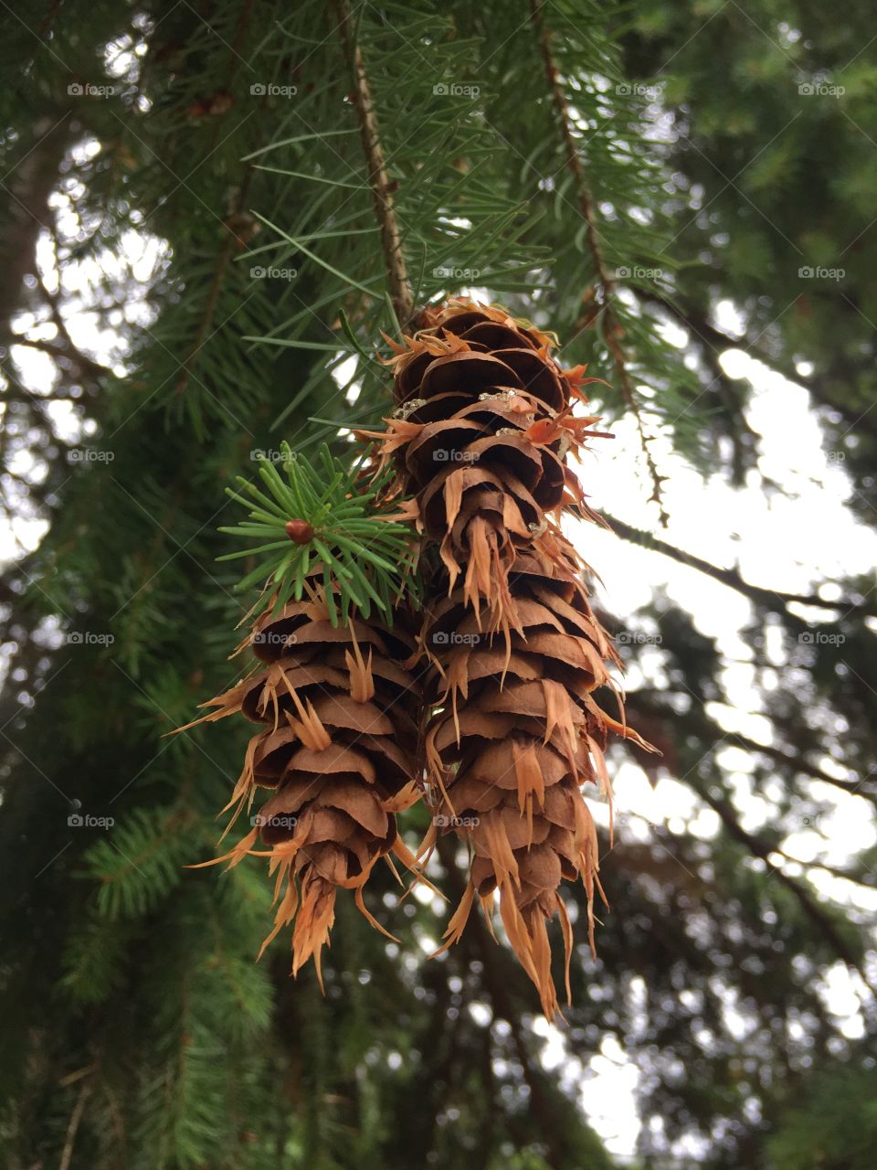 Pine cones 