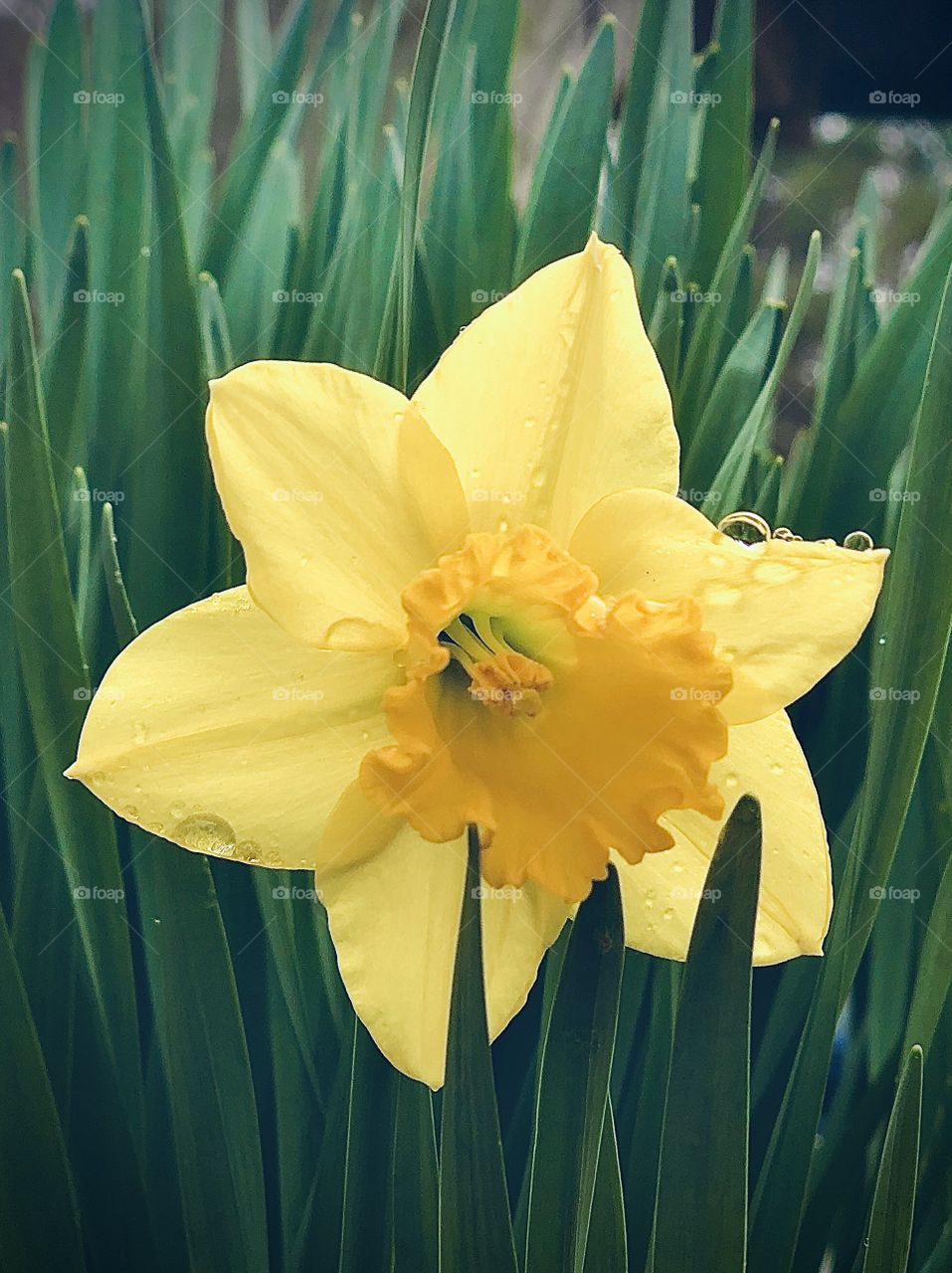 Daffodil Dew