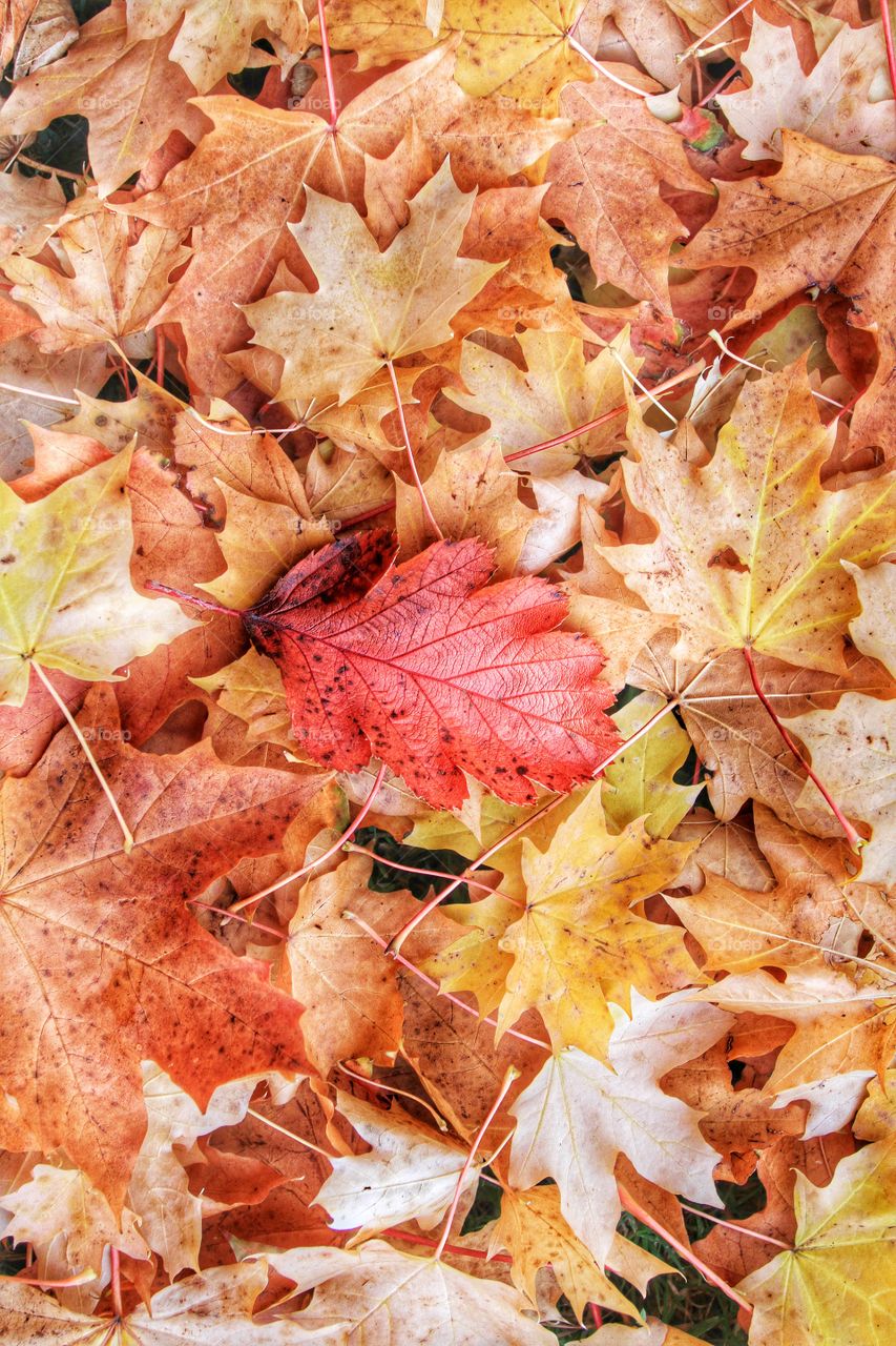 Red Leaf. An out of place red leaf stands out against others.