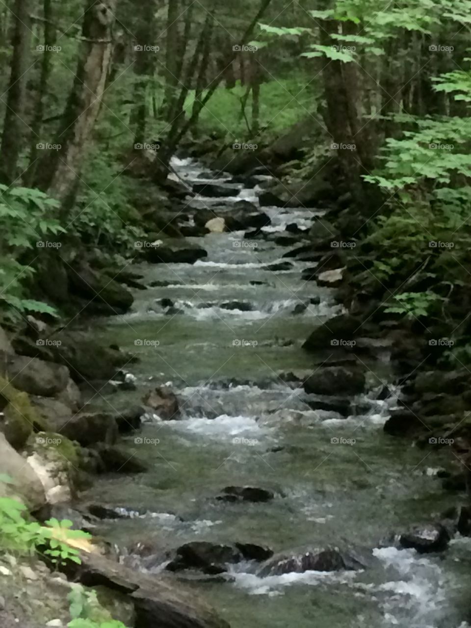 Cool refreshing stream and shady greenery 