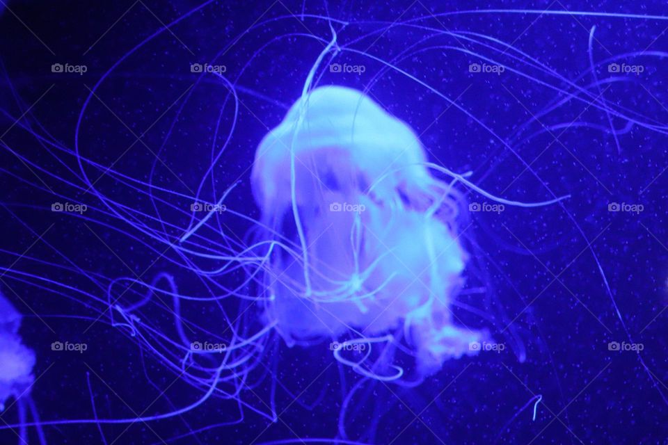 Jellyfish