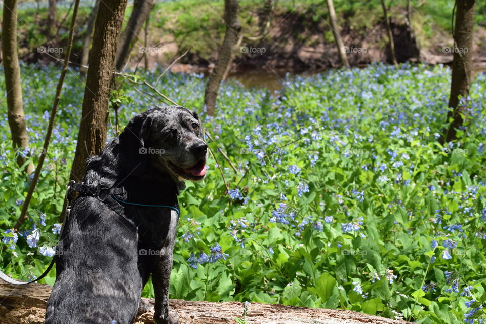 Catahoula Leopard Dog surrounded by blooming bluebell flowers in Bull Run Regional Park in Virginia.