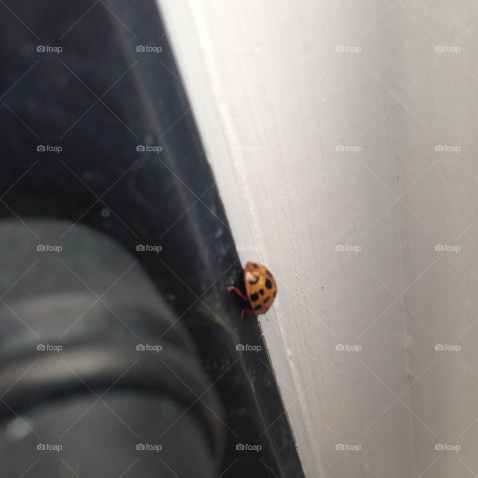 Ladybug 
