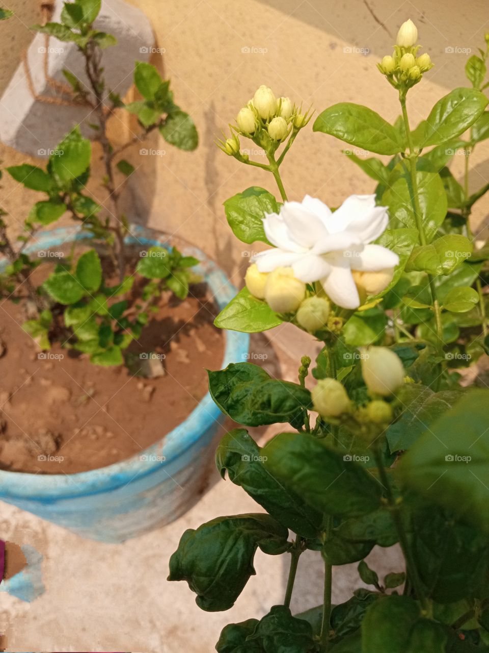 beautiful white⚪ flowers🌸🌺🌻🌹🌷🌼💐