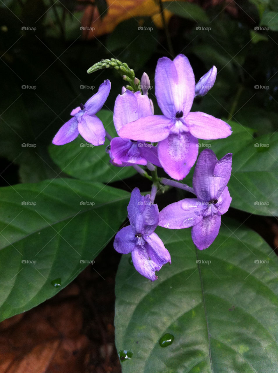 flora nature flower purple by biodeth