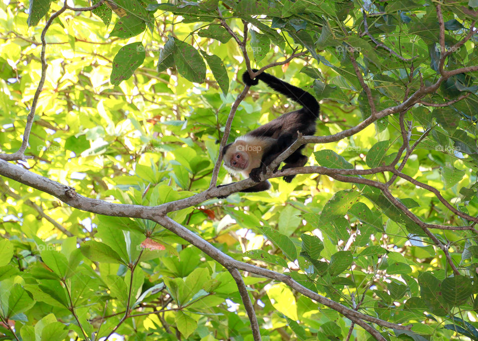 Capuchin monkey