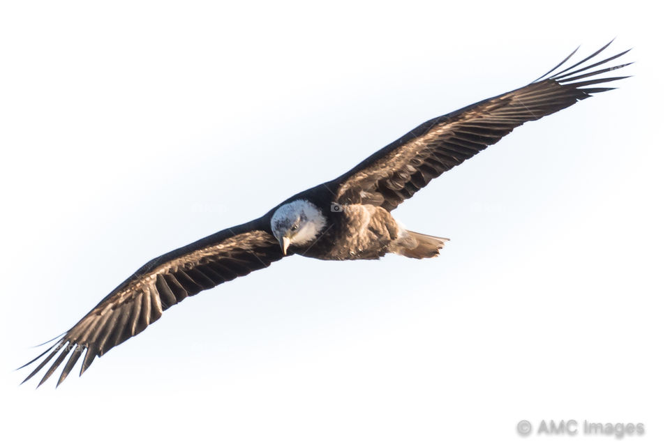 Bald Eagle in flight in Prairie du Sac, Wisconsin 