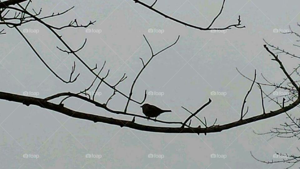 Silhoette of bird singing on a winter morning