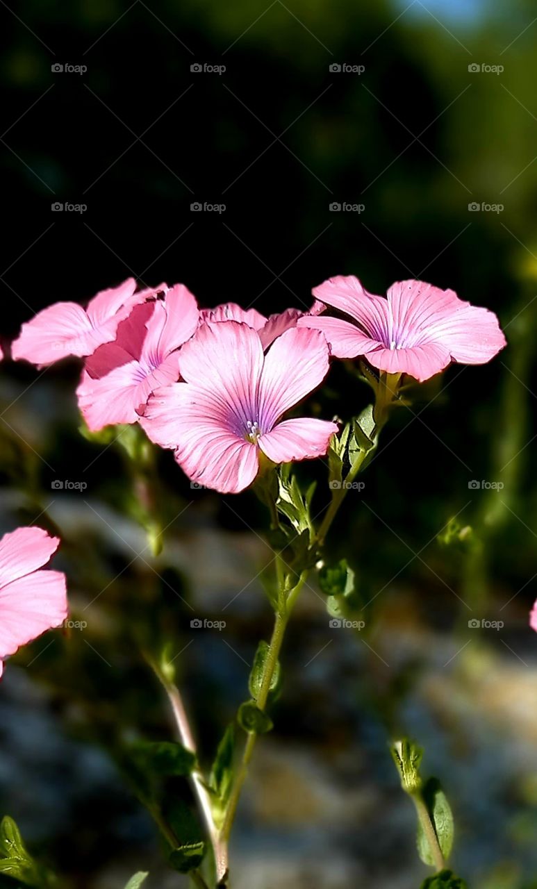 Pink flowers world