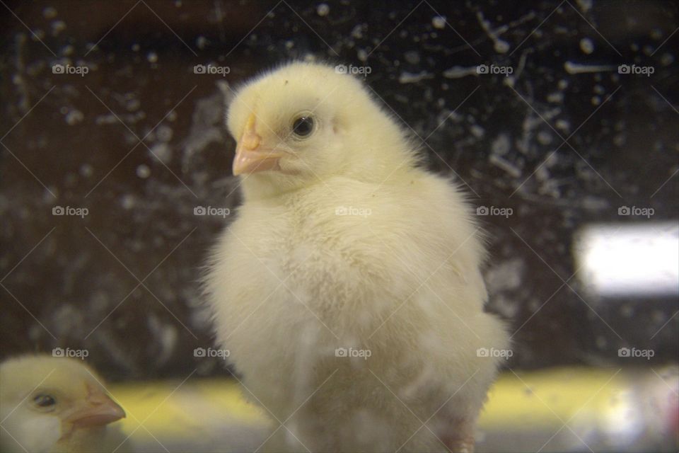 Baby Chicken Hatched in the Spring inside an Incubator