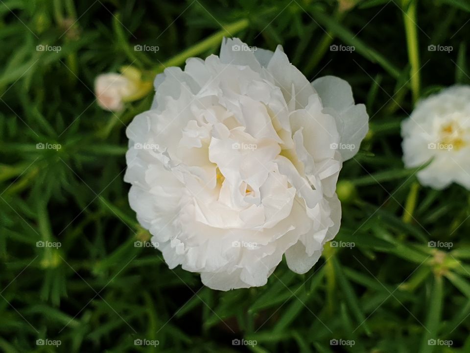 my beautiful Portulaca grandiflora