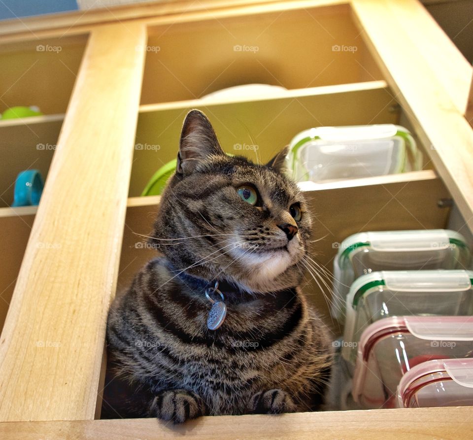 Cat in the cupboard