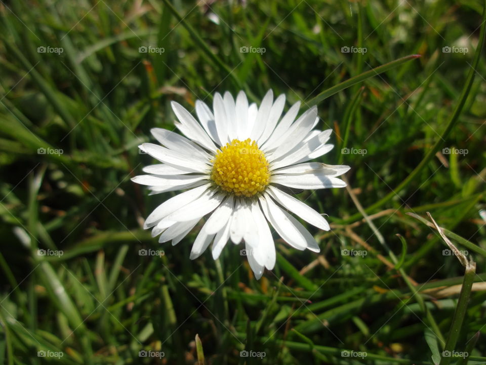 Close-up of a chamomile flower