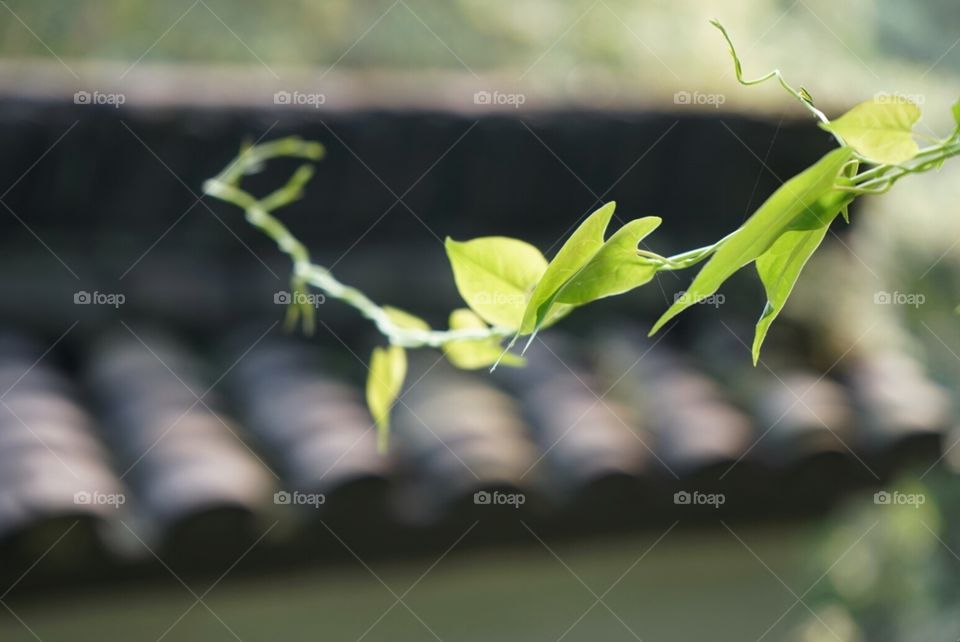 Green Leaves above Rooftop