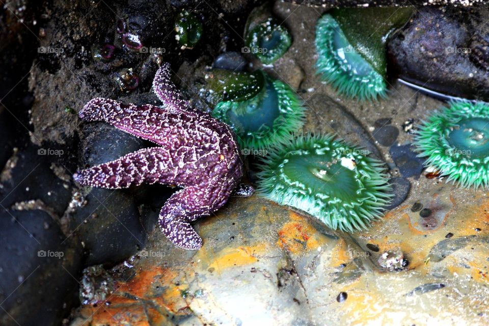 purple starfish