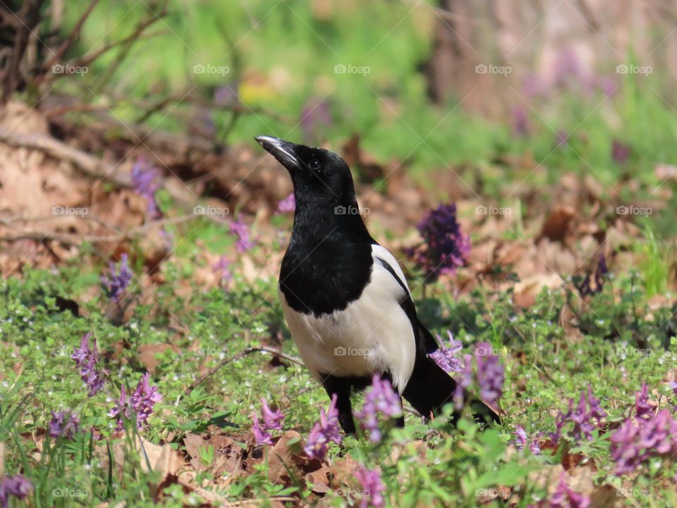 Magpie among spring flowers