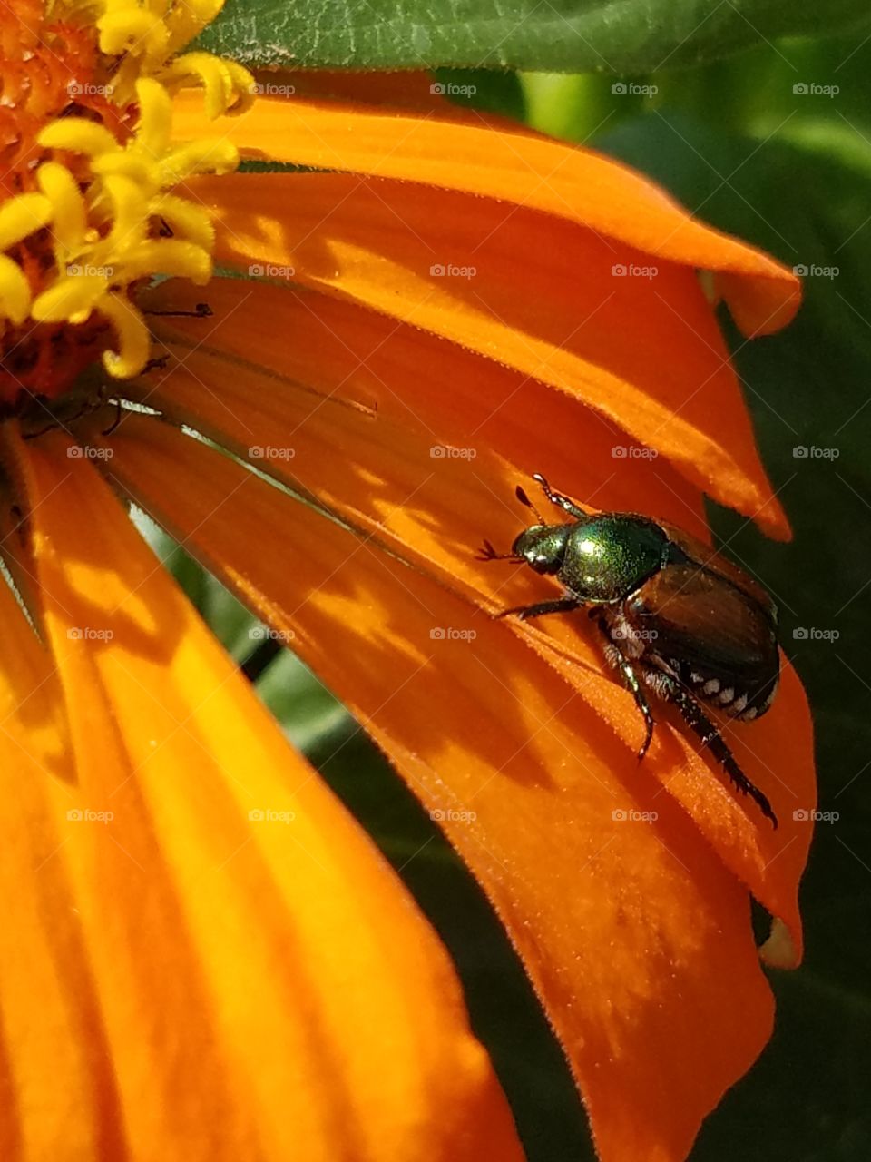June bug on a petal