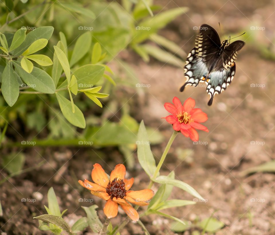 Butterfly in flower garden flying away
