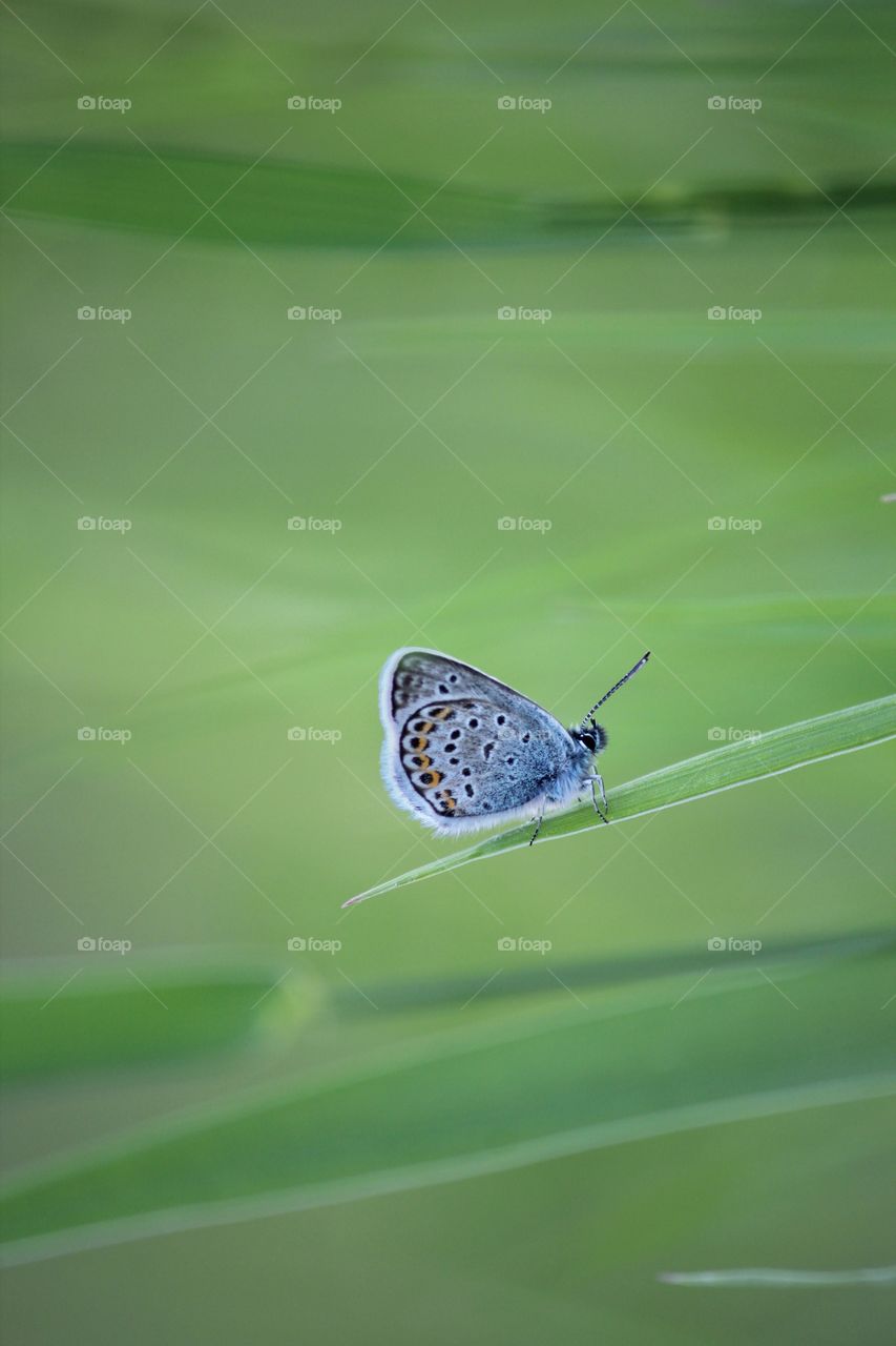 Close-up shot of beautiful butterfly on grass