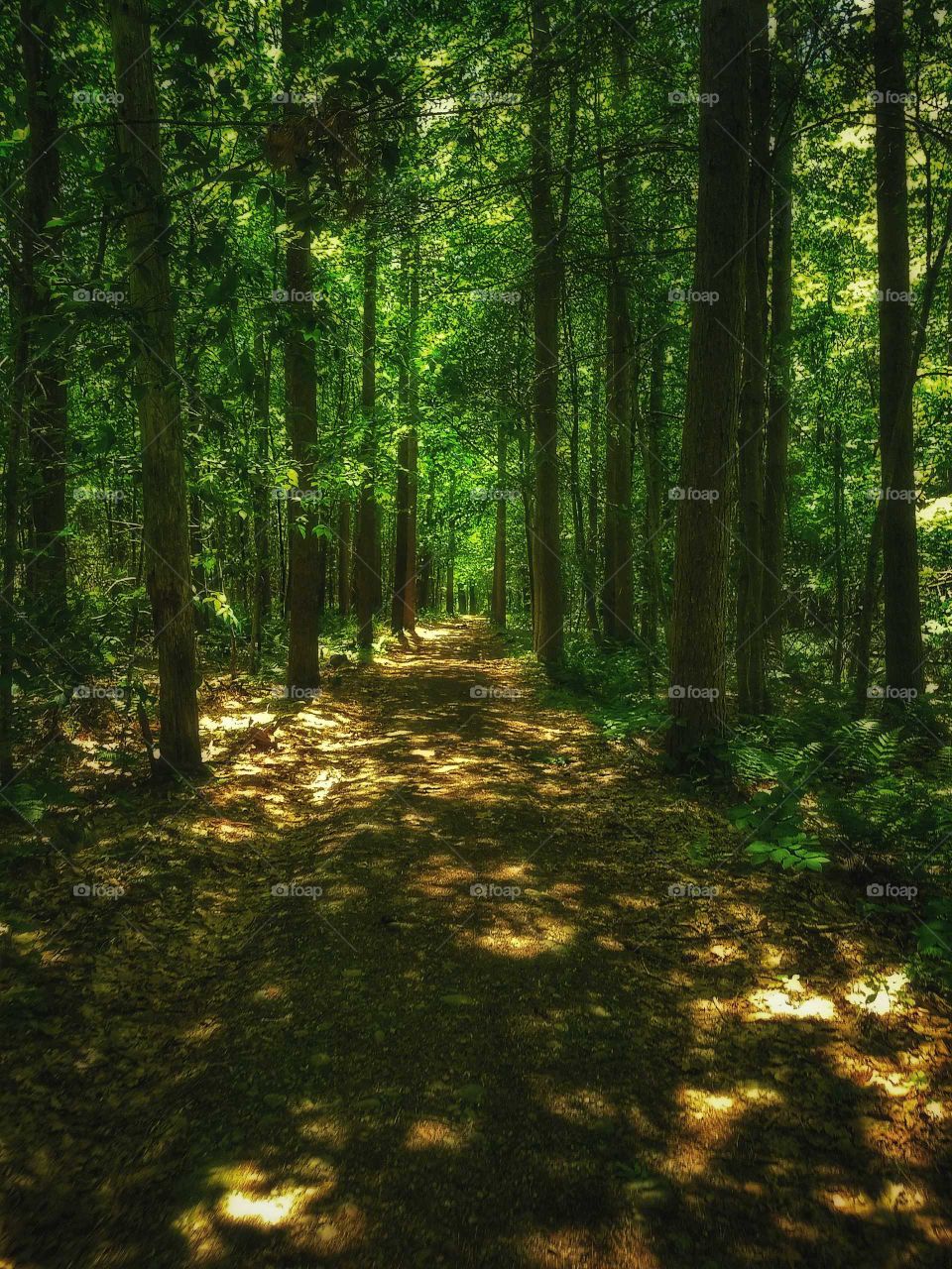 walk through the woods