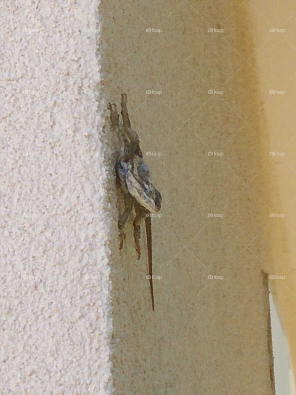 This little lizard chilled on the side of the house while I washed some windows.