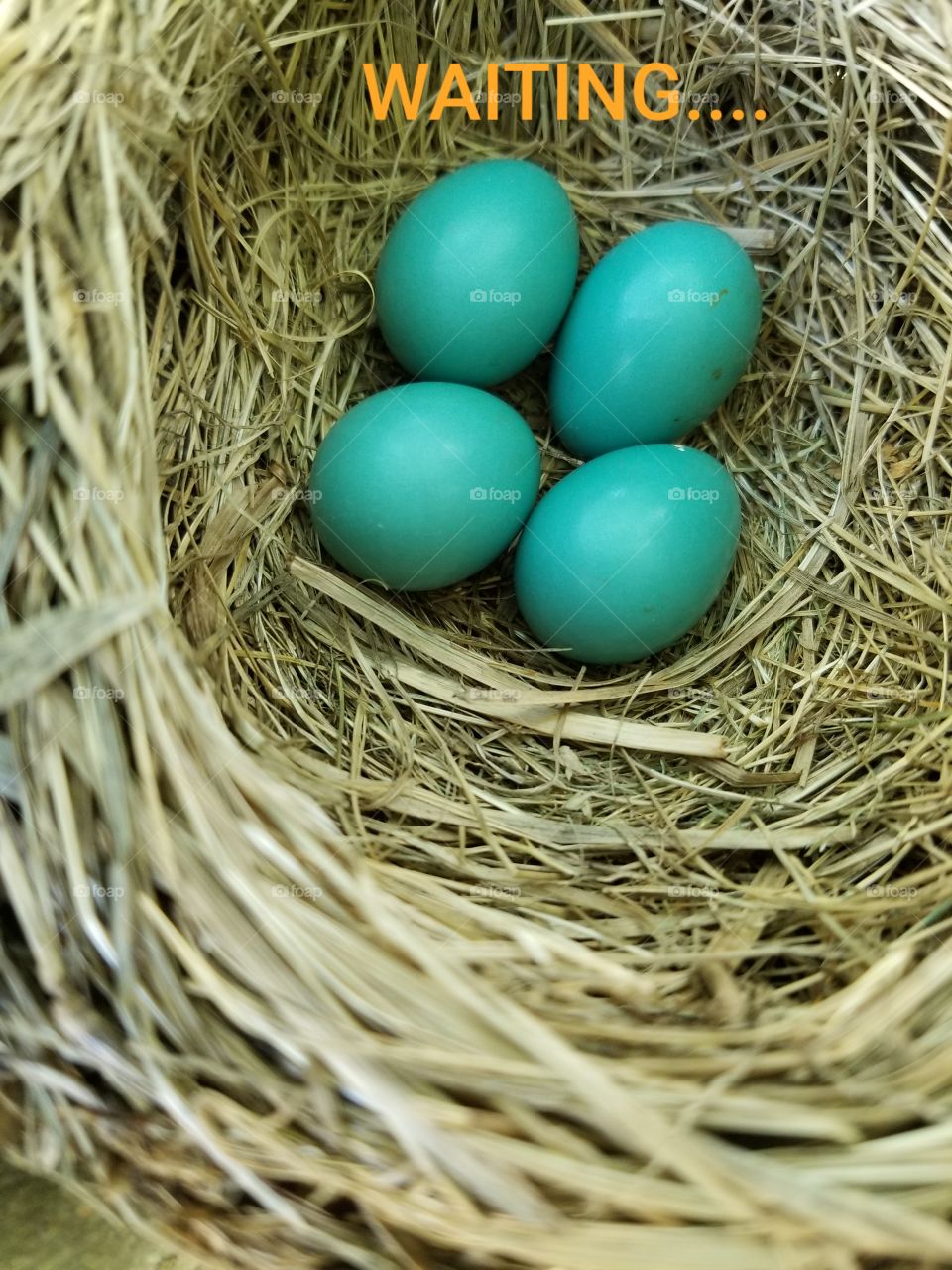 Beautiful blue baby Robin eggs. I monitored them until they hatched.