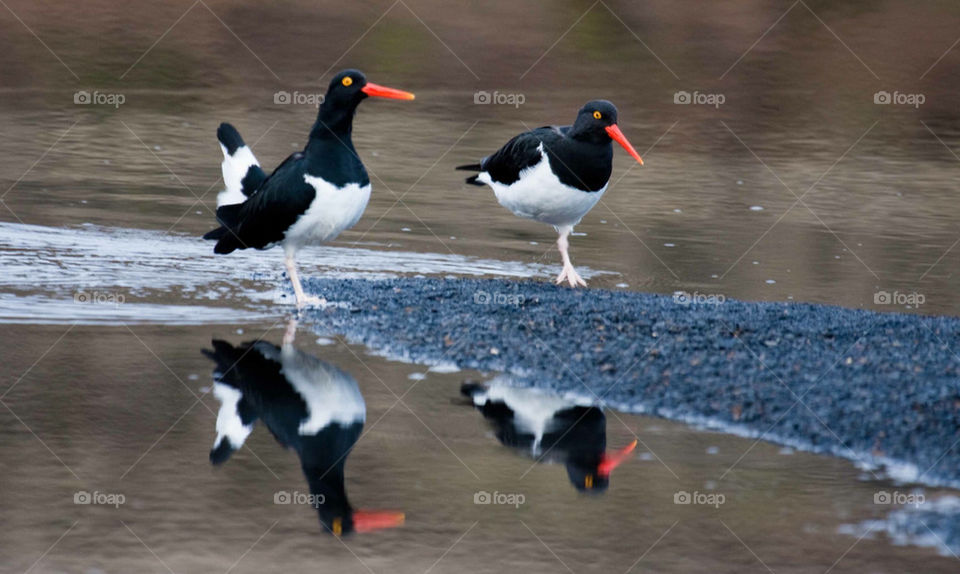 oyster catcher by penguin