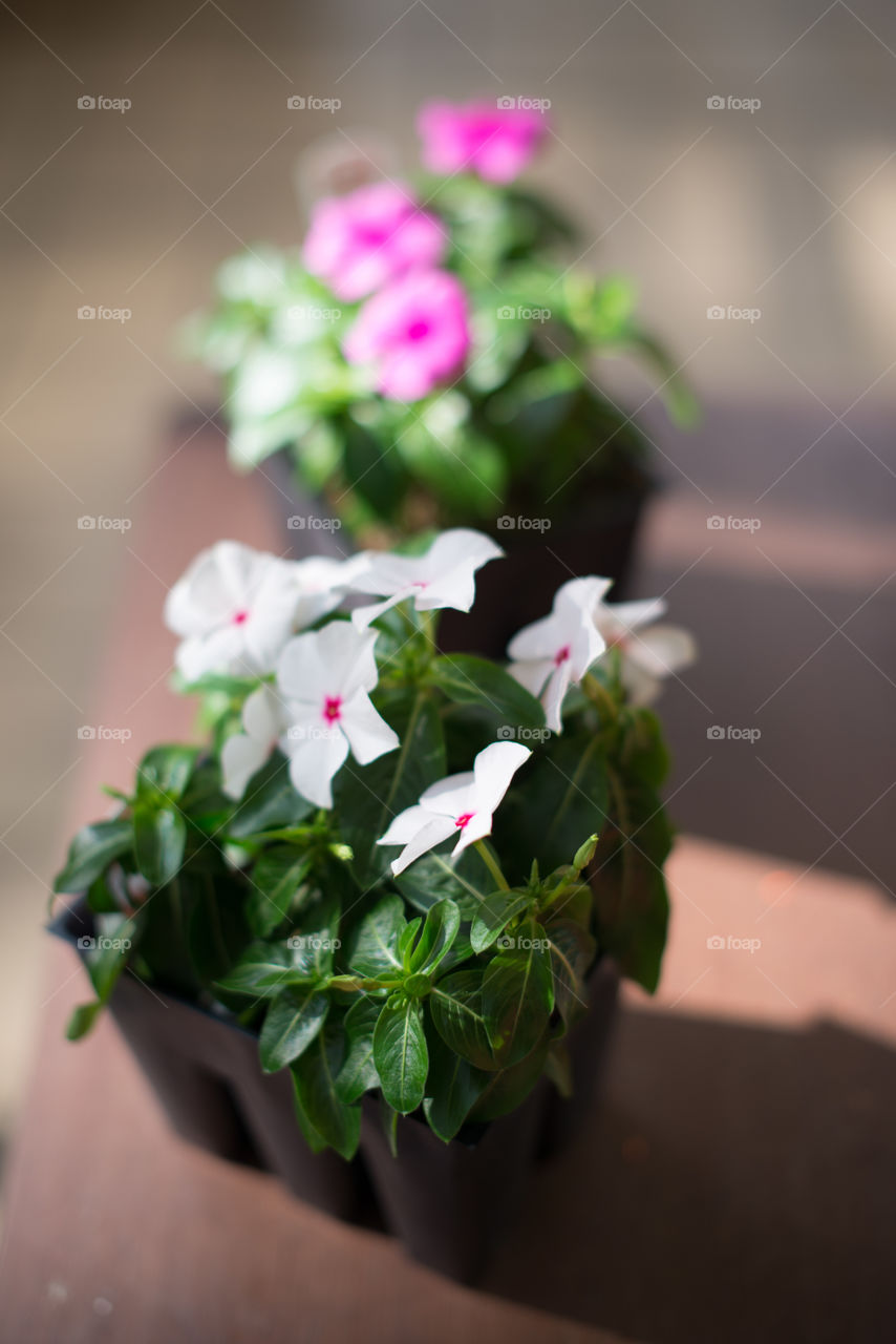 Flower, Pot, Wedding, Flora, Leaf