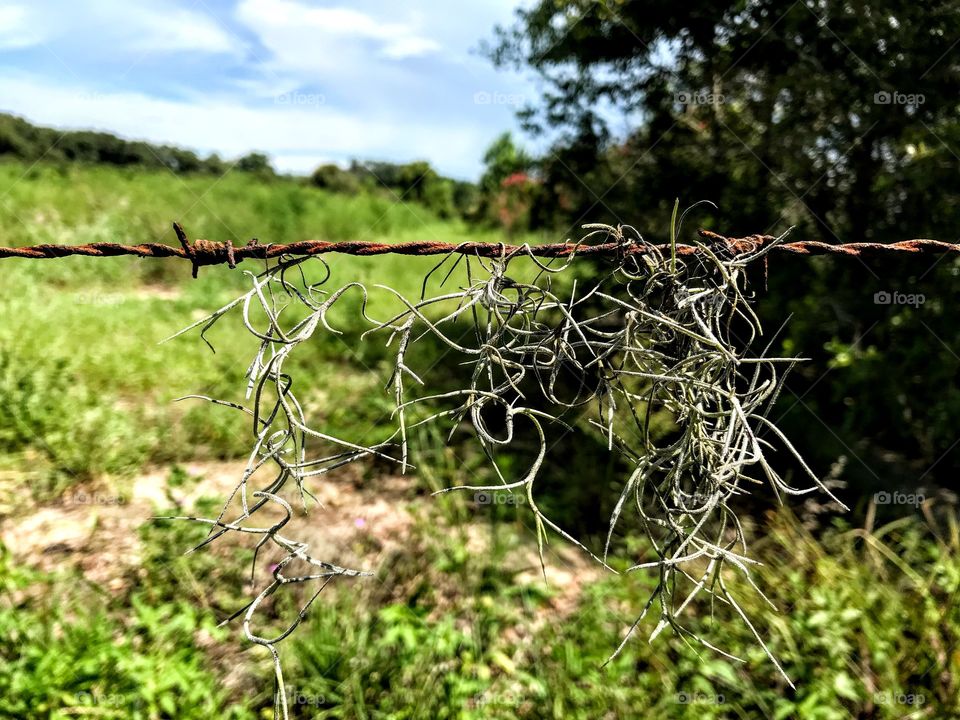 Spanish Moss