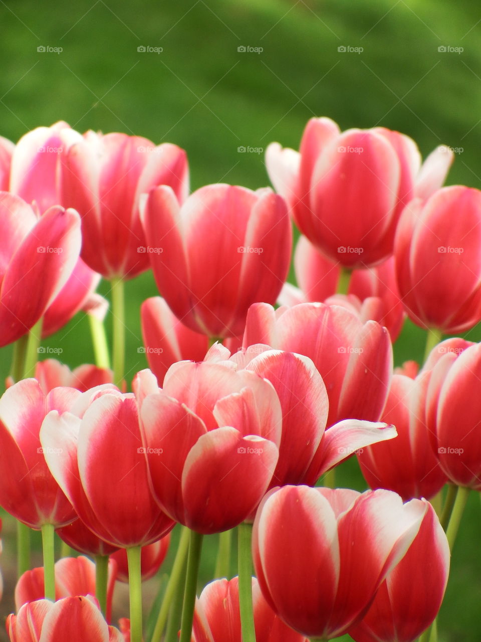 A bunch of red and white tulips.
