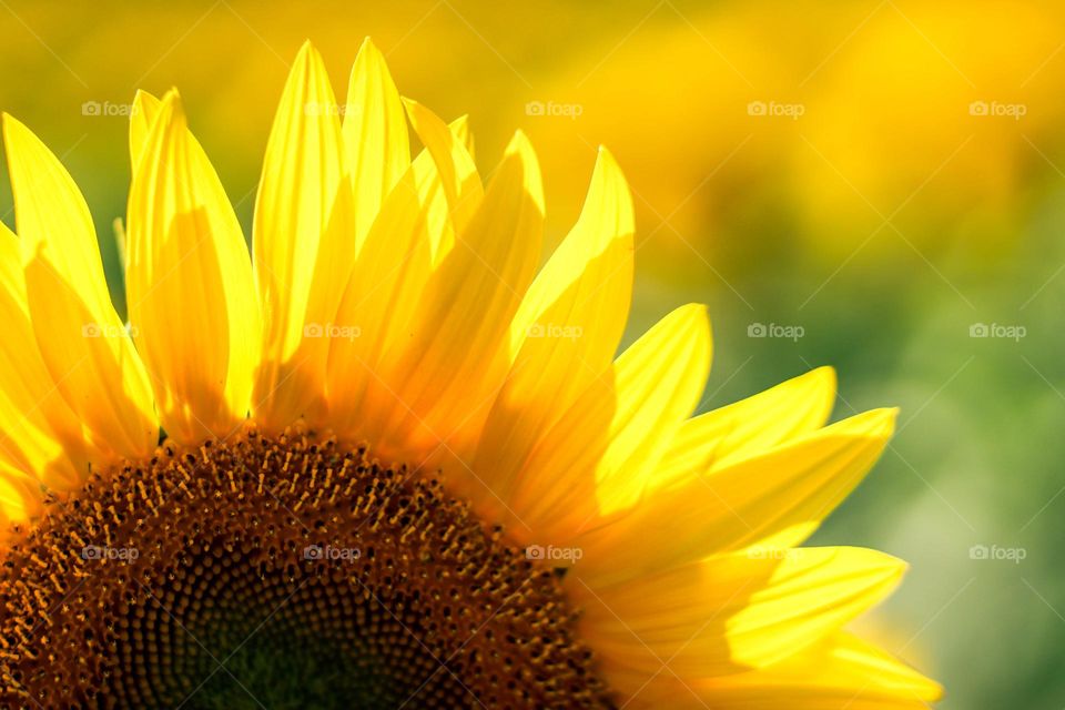 Bright sunflower