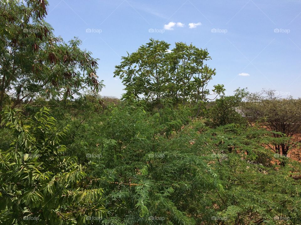 natural trees and sky