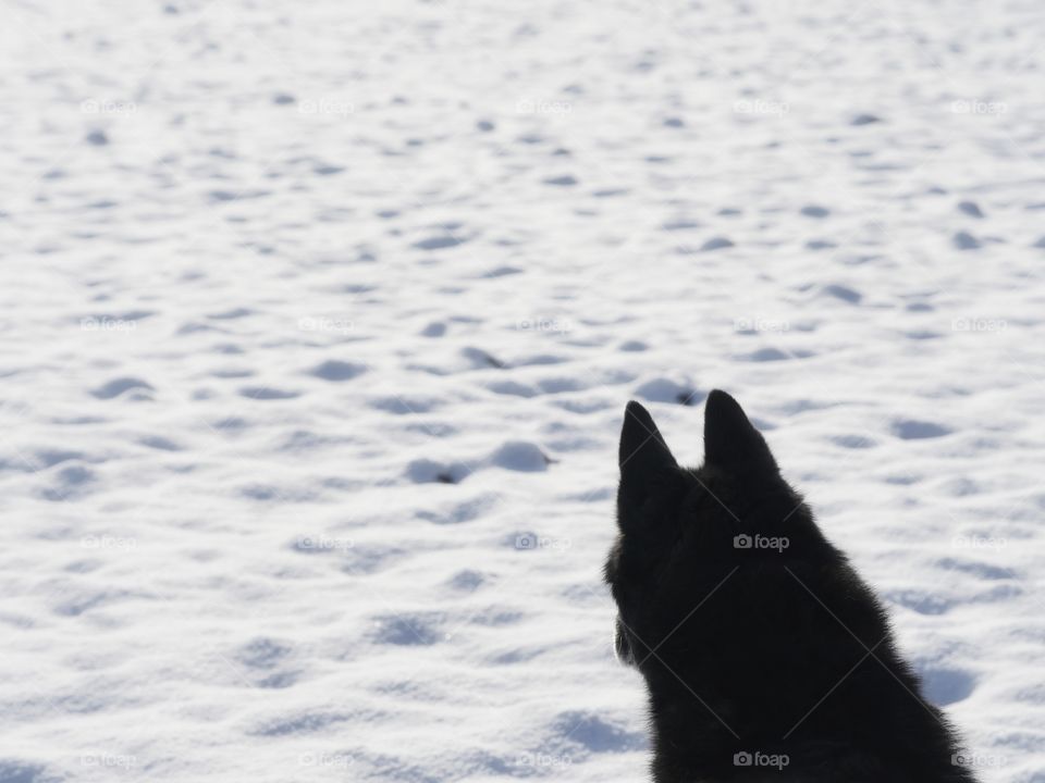 Rear view of dog on snowfield