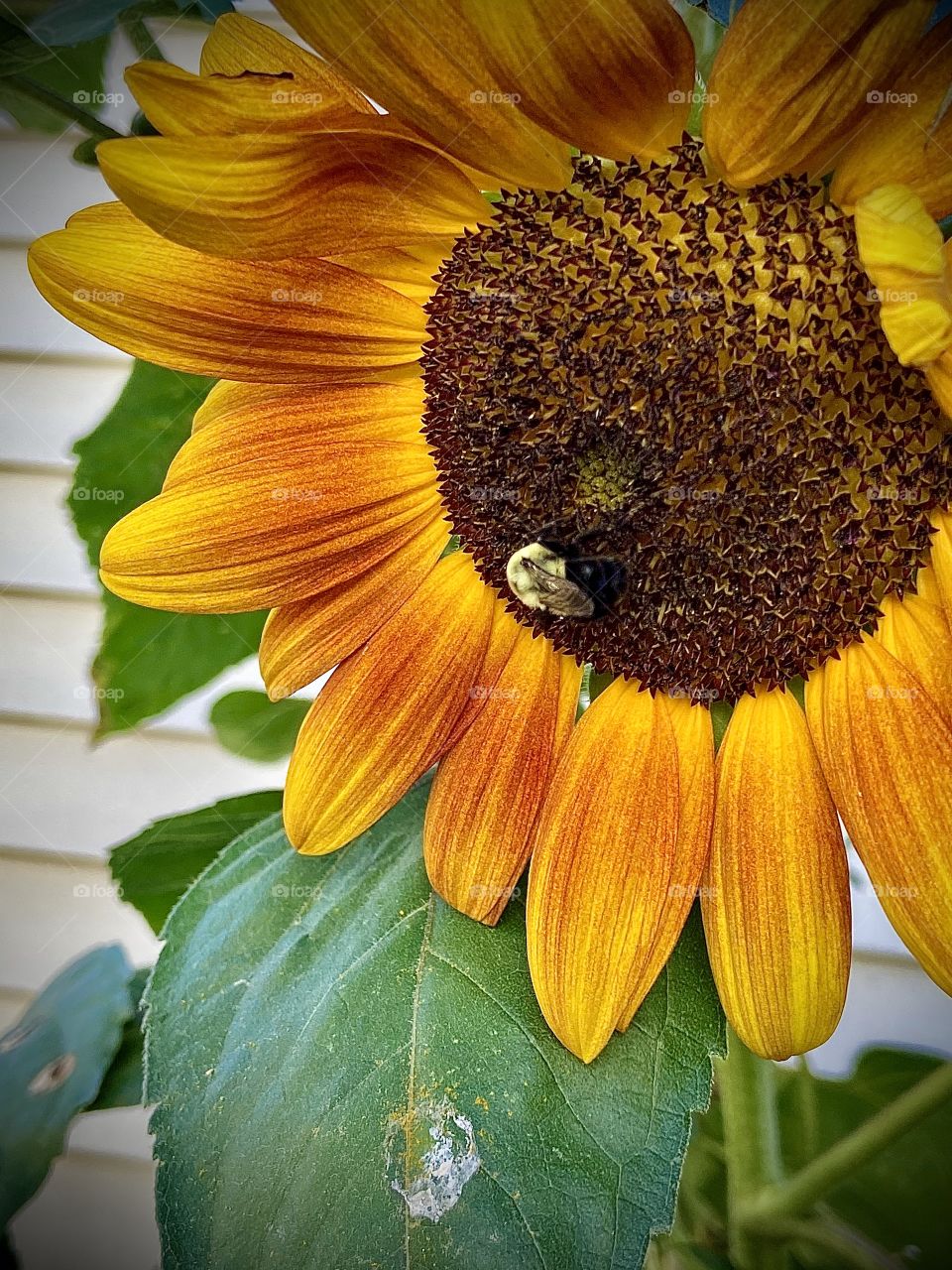 Happy little honey bee