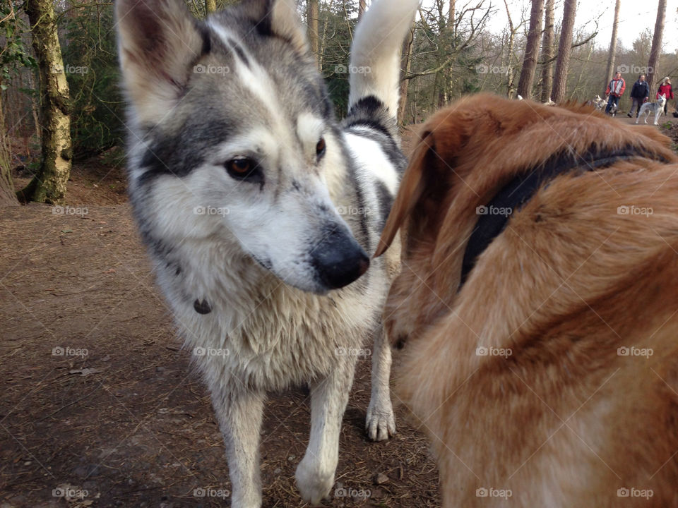 best friend nature dog dogs by Elina