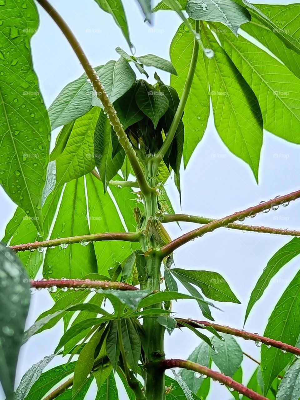 Cassava tree after rain