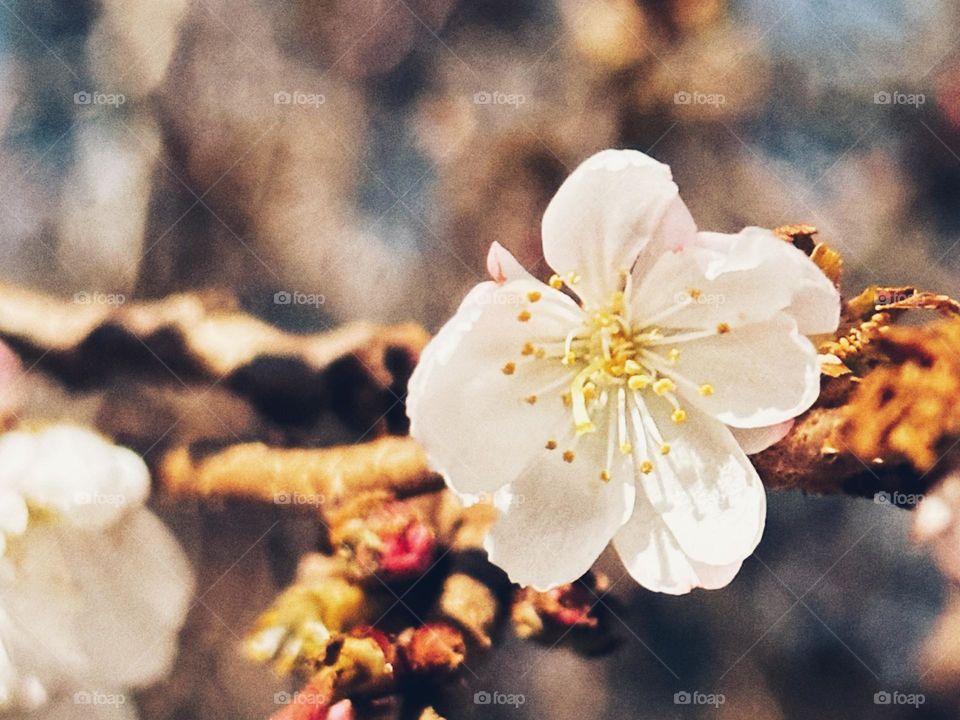 Japanese Cherry Flower. Botanical name: Prunus serrulata.