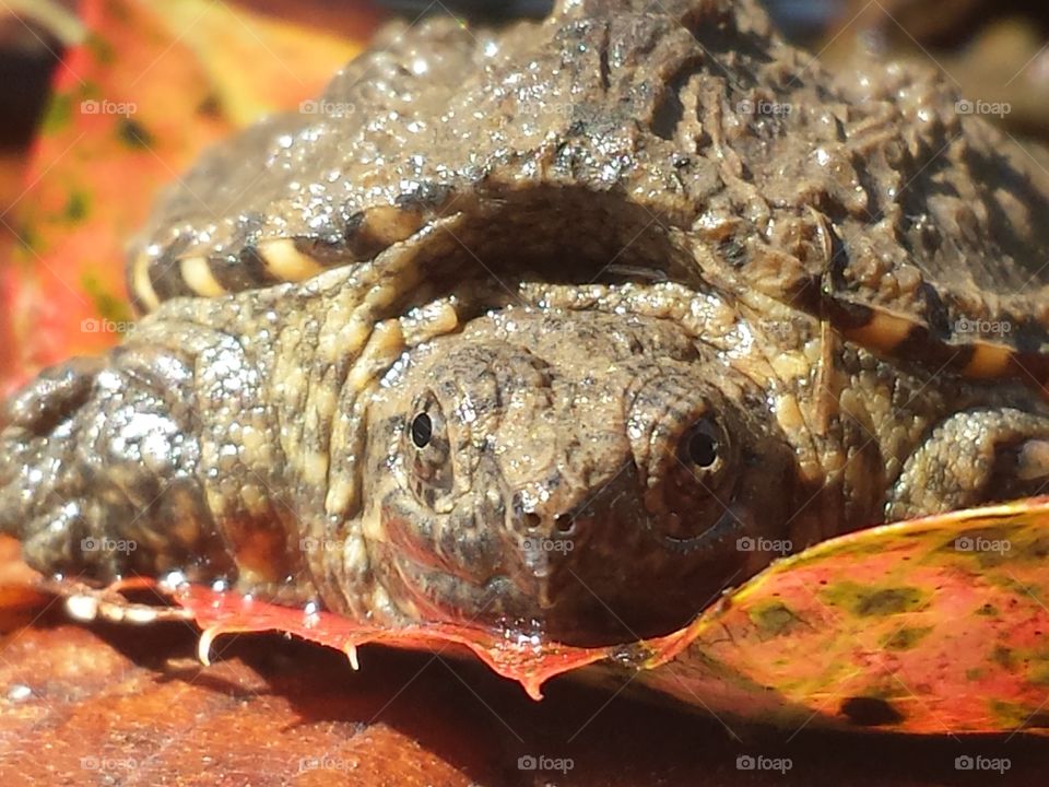 Baby Snapping Turtle
