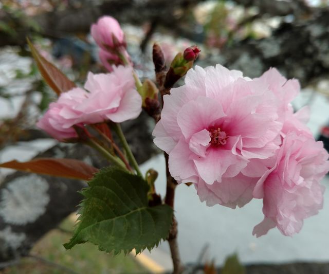 pink flower III