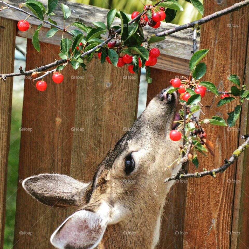 Deer eating cherries from the tree
