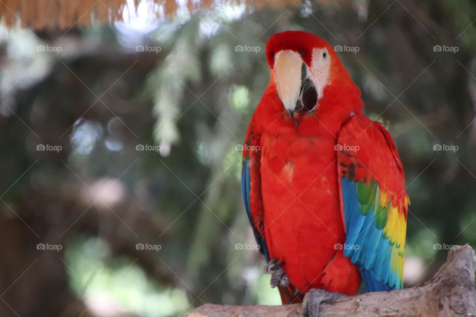 Red Parrot perched