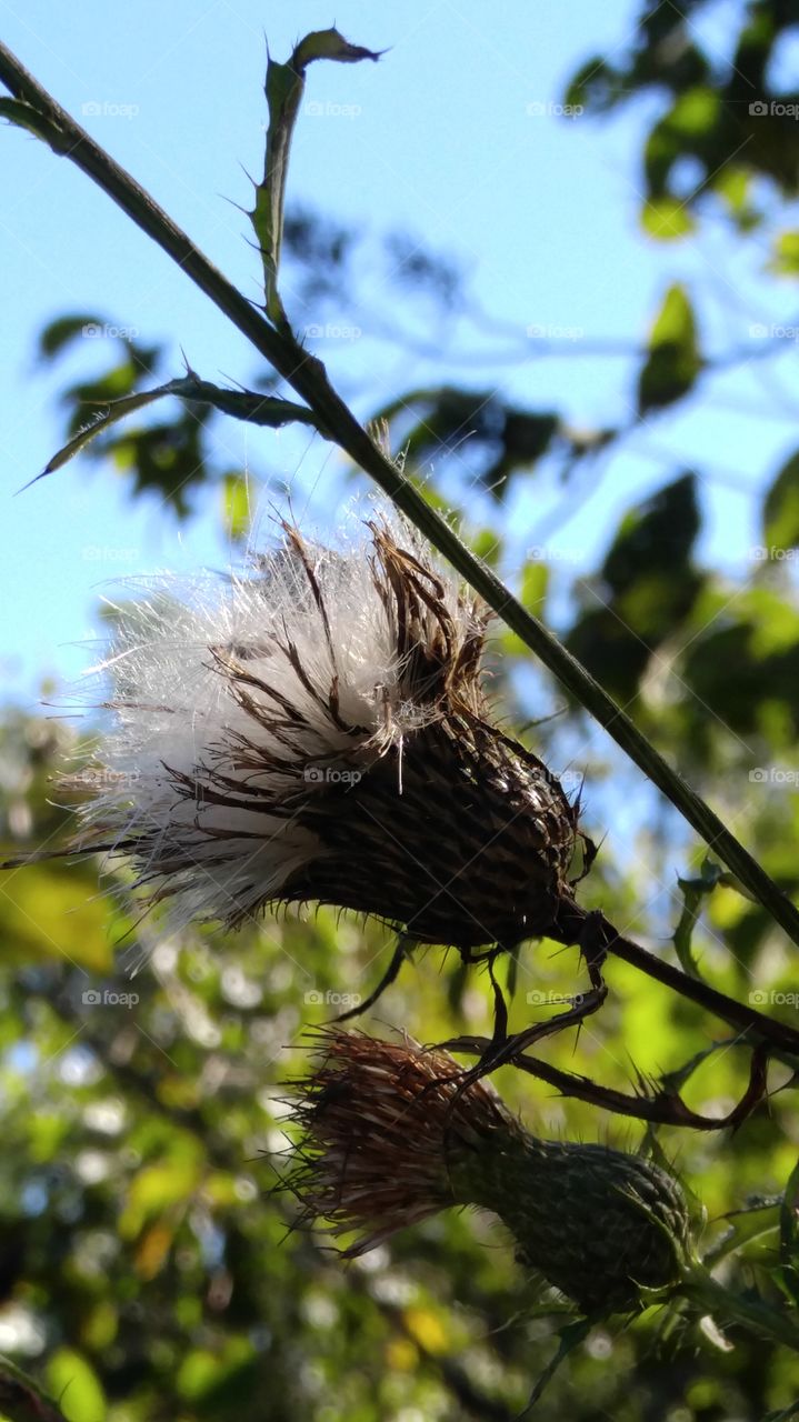 Thistle to seed