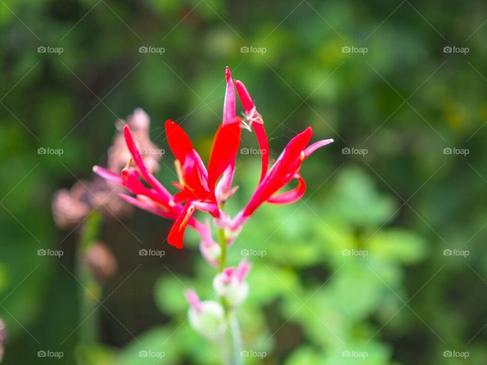 A flower at Maokong - Taipei,Taiwan