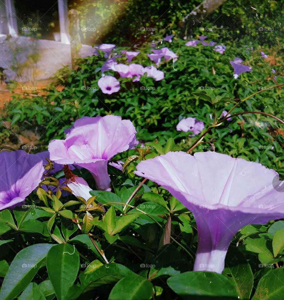 Flores moles e lilases.