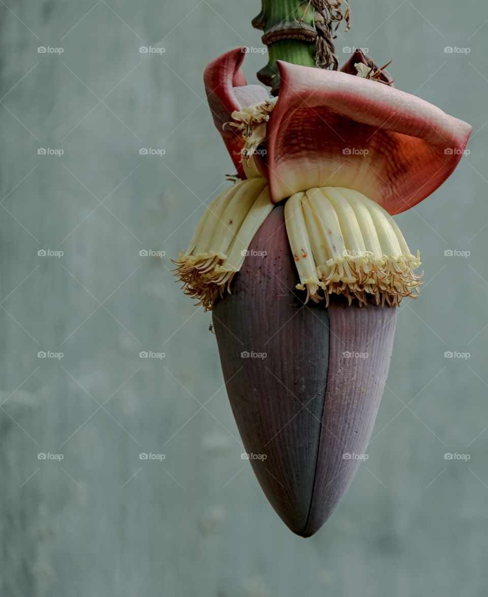 This Plaintain flowers  plant will make a delicious vegetable as well as a sweet banana fruit